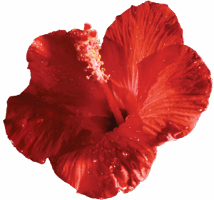 Aloha Water Company