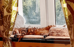 Cat Mahal