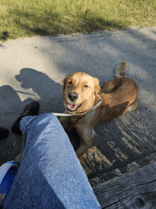 Good Boy Warsaw Dog School