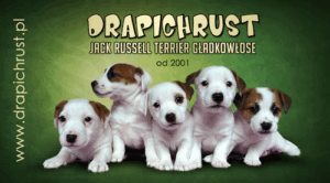 Jack Russell Terrier hodowla Drapichrust