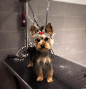 Molly Salon Pielęgnacji Psów