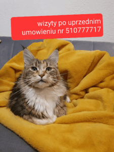 Neko Coon Cattery