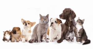 PetFamily Domowy Hotelik dla psów Warszawa