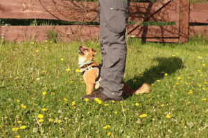 QLdog