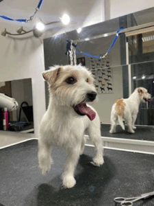 The Dog Spa